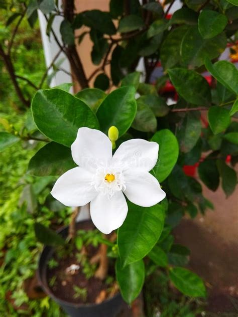Beautiful White Jasmine Flowers In The Garden Stock Image Image Of
