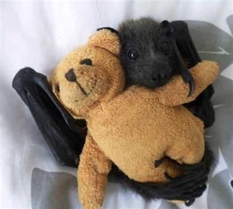 19 Cute Bats Who Are Adorable Enough To Erase Your Fear Photos