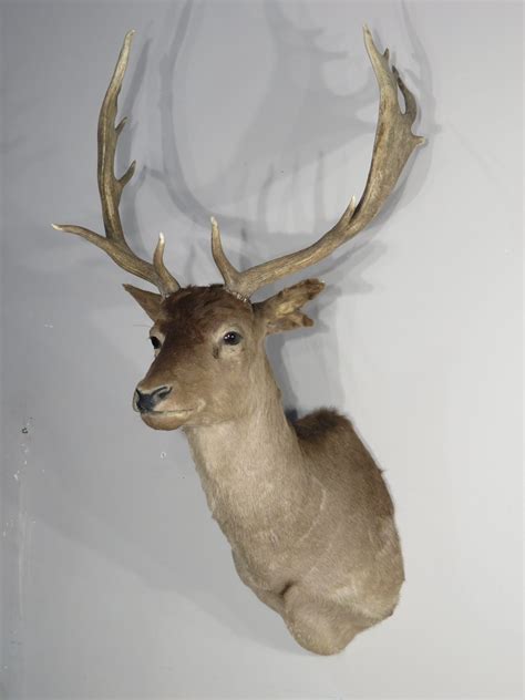 Fallow Deer Taxidermy Shoulder Mount For Sale X 150fa Mounts For Sale