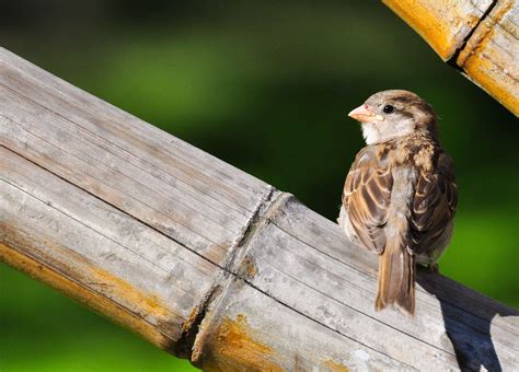 3071x2205 Animals Bird Nature Sparrow Springs Wings Wallpaper