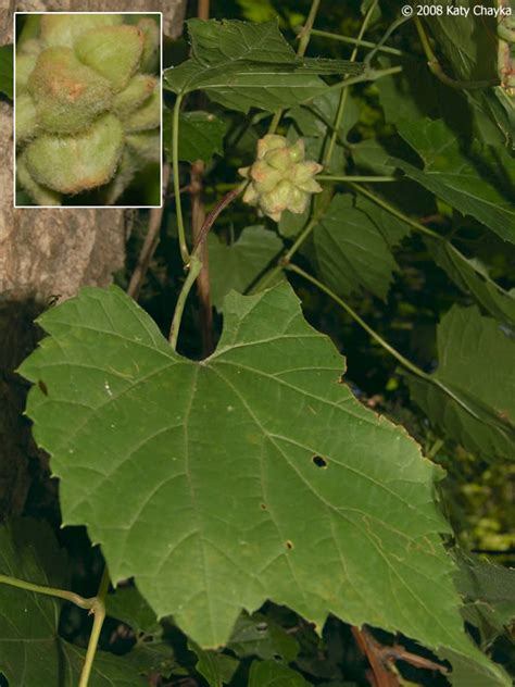 We picked a few handfuls of pinot noir grapes off of our baby vines and instead of discarding them shannon decided to try making pinot noir water kefir. Vitis riparia (Riverbank Grape): Minnesota Wildflowers