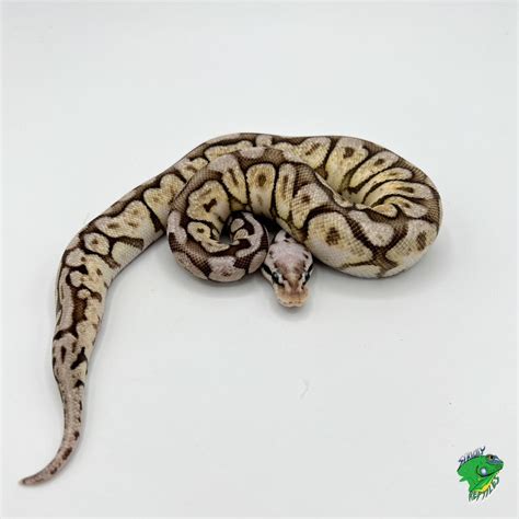 Pastel Orange Ghost Ball Python Baby Strictly Reptiles Inc