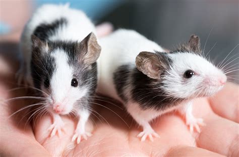 7 Reasons Why Rats And Mice Make Great Pets Petmd