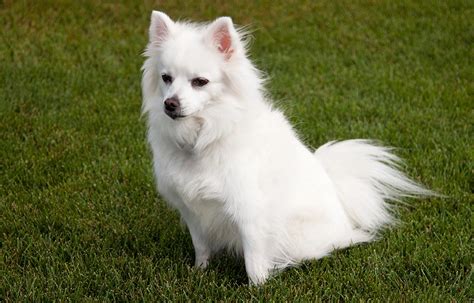 How Large Does A American Eskimo Dog Get