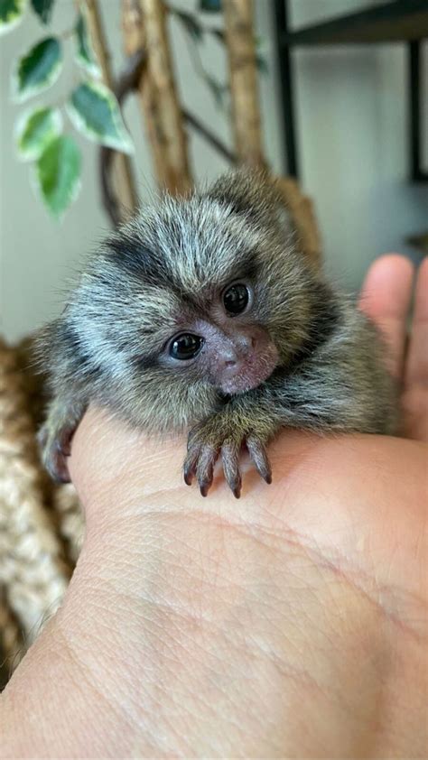 Baby Marmoset Monkey For Sale Cheap Peepsburghcom