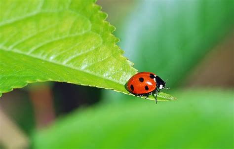 Accueillir Les Insectes Utiles Au Jardin Comment Leur Faire Une Place