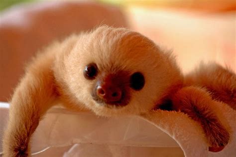 Baby Sloth In A Nursery Of Costa Rica By Marieseyes If Your Sad