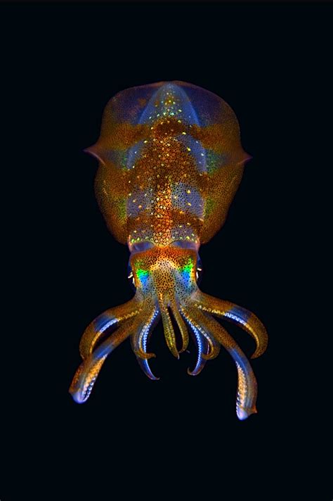 Bigfin Reef Squid Deep Sea Creatures Beautiful Sea Creatures Water