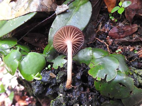 Hygrophoraceae Lotsy Colombian Fungi Made Accessible