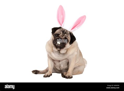 Sweet Cute Pug Puppy Dog Sitting Down With Easter Bunny Ears And Teeth