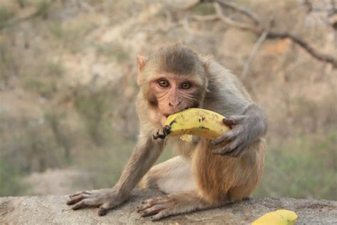 Monkey And Banana Wallpapers High Quality Download Free
