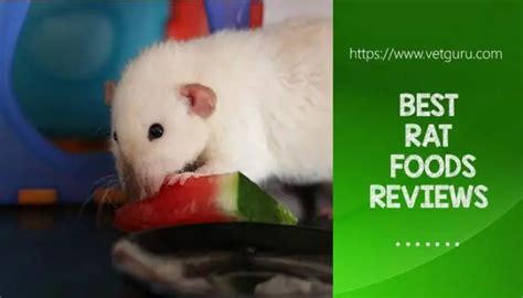 The 5 Best Rat Foods 2021