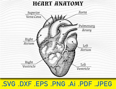 Kreisdiagramm Clipart Heart