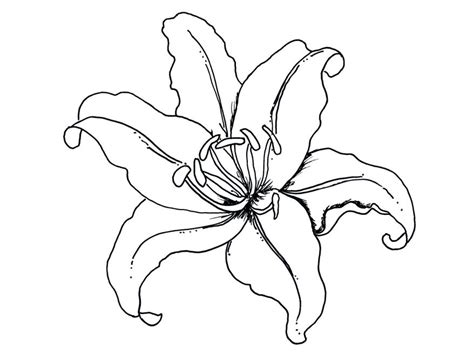 Exotic Flower Drawing At Getdrawings Free Download