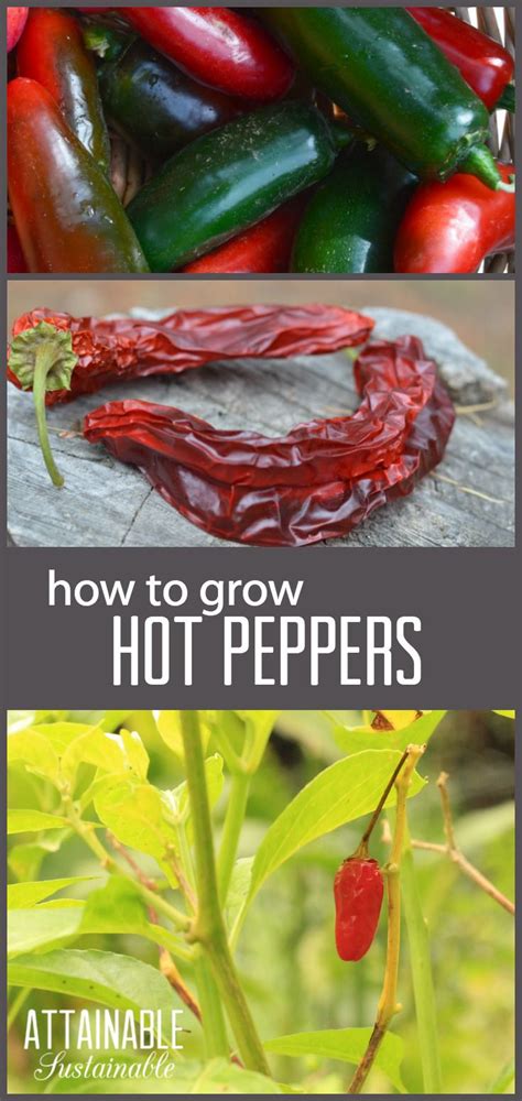 How To Grow Hot Peppers For Homegrown Fiery Flavor Stuffed Hot Peppers Stuffed Peppers
