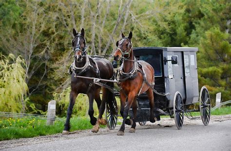 Two Horses And Covered Buggy Photograph By Henry Kowalski Pixels