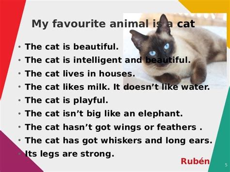 Our Favourite Animal