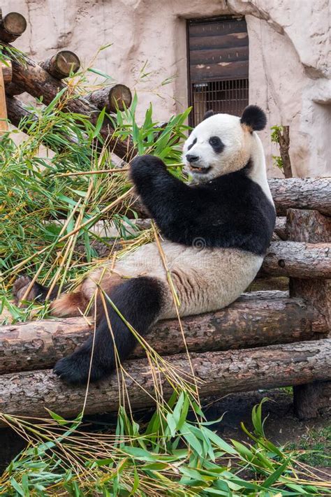 The Giant Panda Bear Sits While Eating A Bamboo Stalk Stock Photo