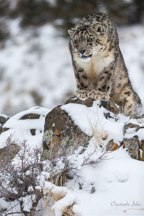 ☀snow Leopard On The Lookout Panthera Uncia By Christophe Jobic