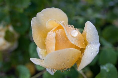 Yellow Rose Flower Opening With Raindrops Stock Image Image Of