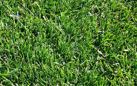 Arco Lawn Equipment Overview Types Of Grass