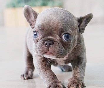 The teacup french bulldog / mini frenchie is a tough, smaller, stocky little pocket pup, with a huge square head that has an adjusted temple. All Puppies For Sale - MICROTEACUPS