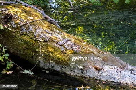 Trunk Fallen In Plitvice Lakes National Park Likasenj County Karlovac
