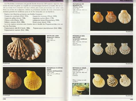 Red Sea Shells
