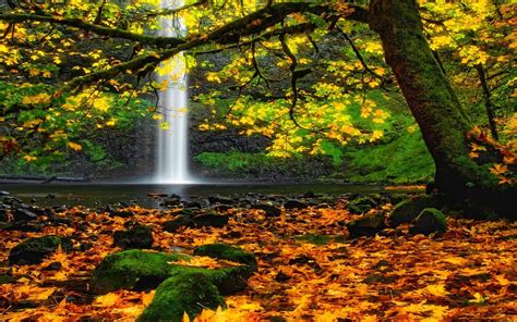 Landscape Nature Waterfall Oregon Moss Leaves Trees