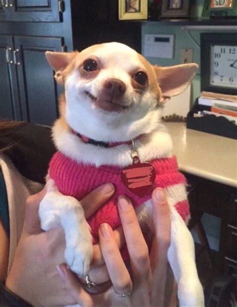 Chihuahua Smiling Meme Pets Lovers