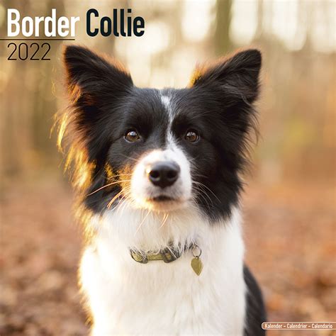 Kalender 2022 Border Collie Zoo Roco