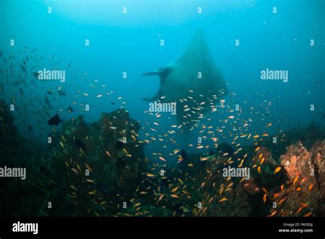 A Graceful Manta Ray Stock Photo Alamy