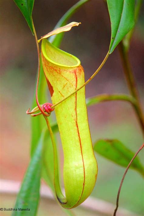 In fact, many lettuce varieties can be sown throughout the season for multiple harvests. Lanka Nature Summary: Pitcher plant (Nepenthes distillatoria)