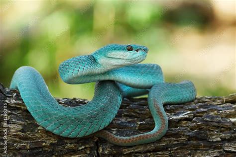Foto De White Lipped Pit Viper Trimeresurus Insularis Venomous Snake