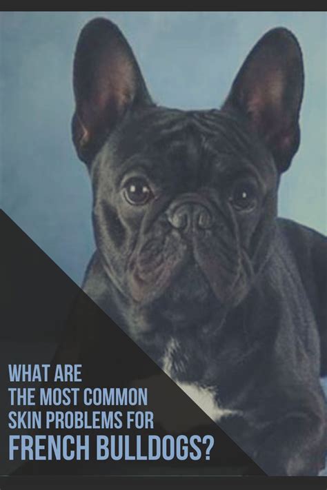 What Are The Most Common Skin Problems For French Bulldogs Bulldog