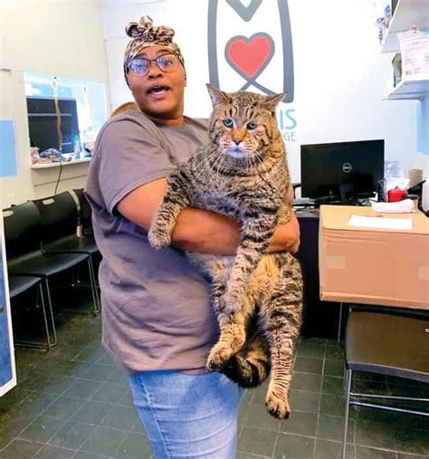 What Happened To The Chonky Cat Mr Beejay Was He Adopted