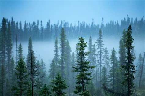 Is The Boreal Forest On The Edge Of A Climate Change