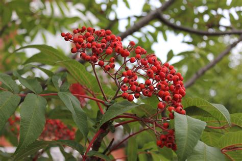 Small Tree With Red Berries Harringay Online