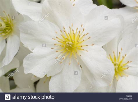 Check spelling or type a new query. Evergreen Clematis High Resolution Stock Photography and ...