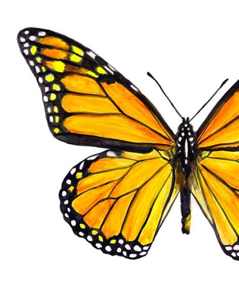 Monarch Butterfly Watercolor Fine Art Print Etsy Butterfly Art