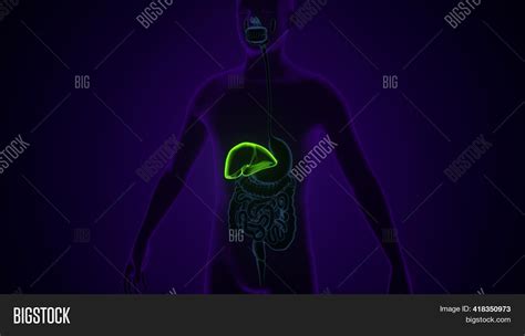 Stomach Anatomy Human Image And Photo Free Trial Bigstock