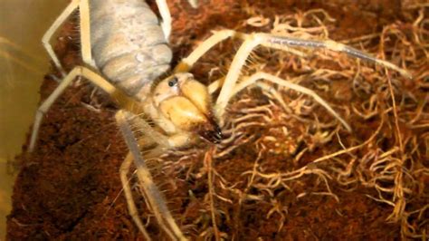 Angry Camel Spider Youtube