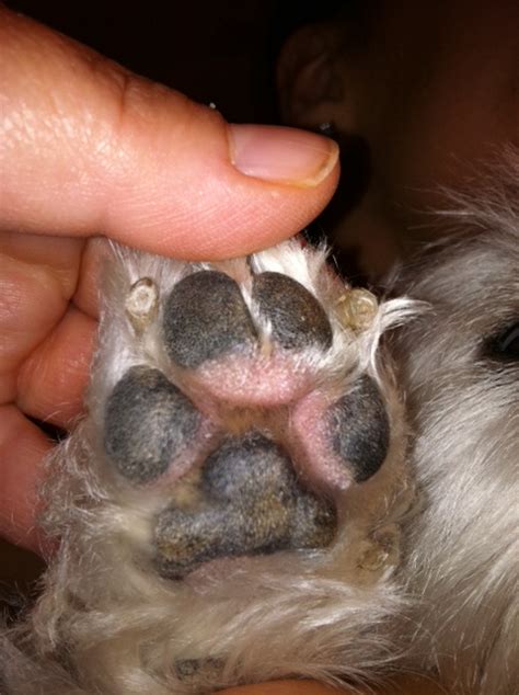 My Dog Has Developed Swollen Paws All Four Are Swollen And Have Become