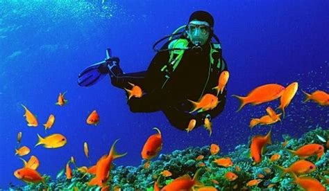 Lakshadweep Scuba Diving Travel Information Best Diving In India
