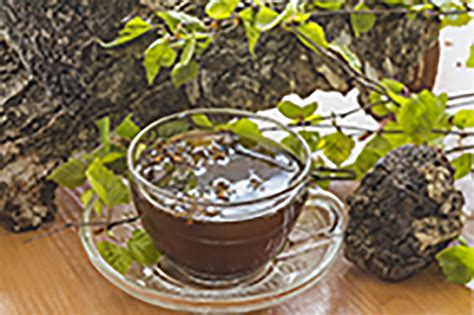 To make this chaga mushroom tea recipe, you can use either whole chaga mushroom chunks (roughly 10 grams) or grind the chunks into powder using a coffee grinder and about two teaspoons of the chaga powder. Trying a Chaga Tea Recipe - Sayan Chaga | Chaga For Sale