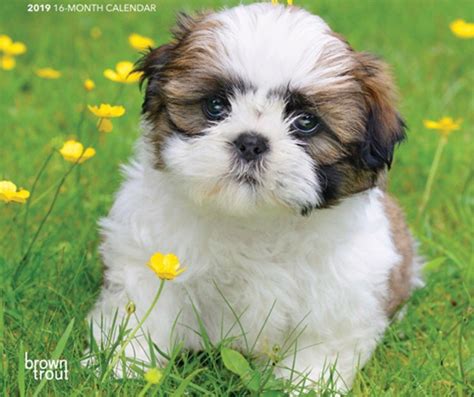 Even though their little personalities are not immediately observable, you can always find the little one who. **NOT SELLING** LOOKING FOR SHIH TZU PUPPY | Halifax, West ...