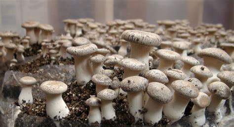 How To Start A Mushroom Business In The Philippines ~ Ifranchiseph