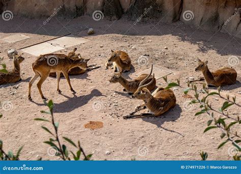 African Long Horn Antelope Group Of Antelope Sitting In The Savannah
