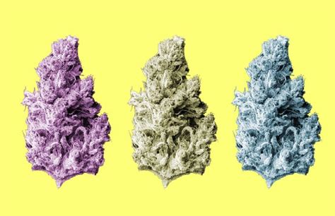 The 15 Best Weed Strains Right Now Complex