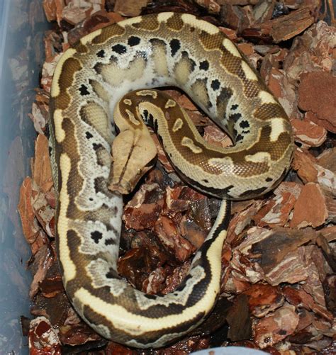 SE England Blood Python Morphs - Reptile Forums